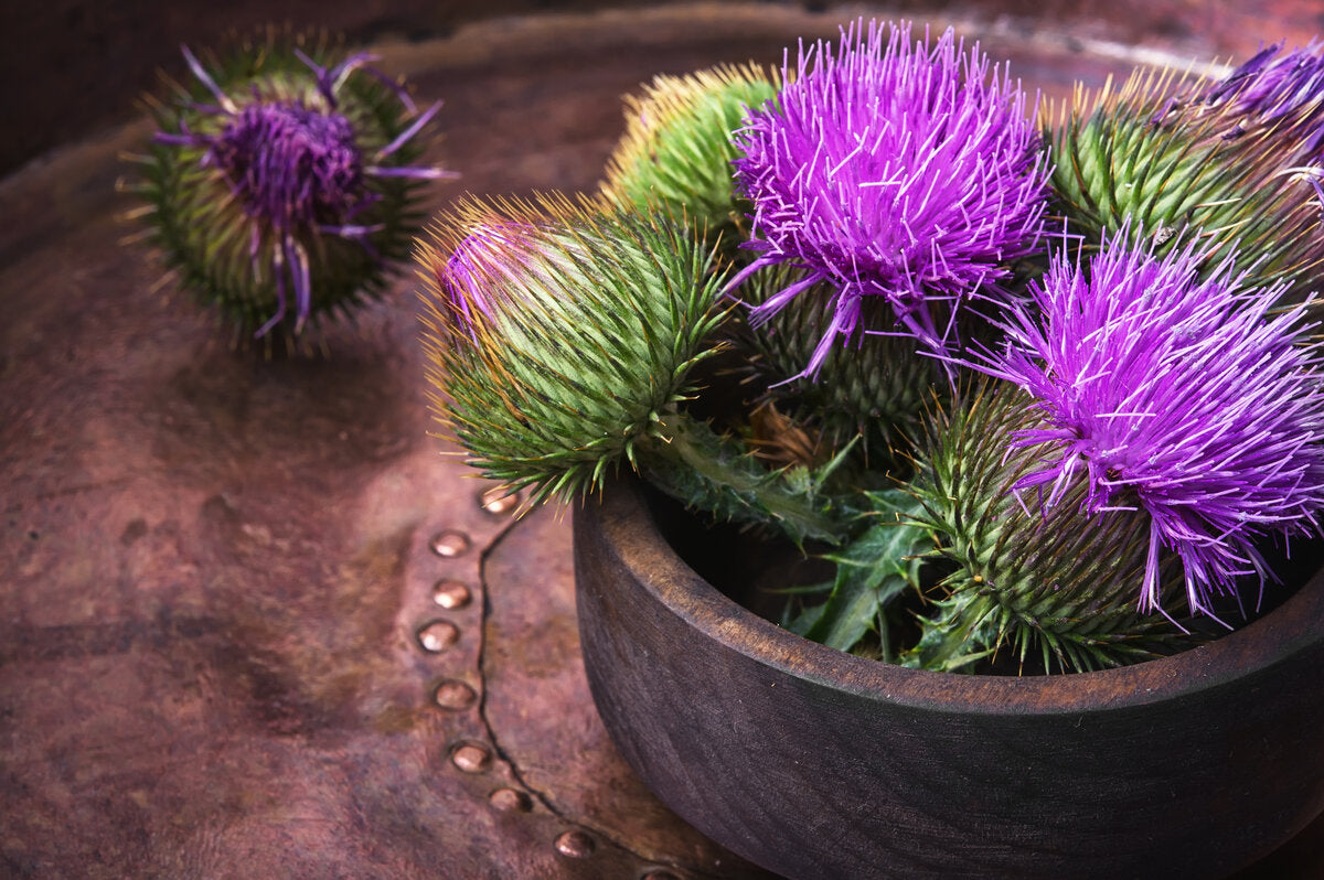 Milk Thistle for Healthy Liver Function - Capsulyte